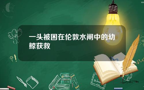 一头被困在伦敦水闸中的幼鲸获救