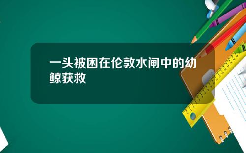 一头被困在伦敦水闸中的幼鲸获救